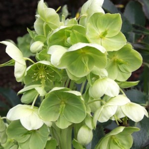 Helleborus / Eleboras GREEN DWARF 