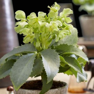 Helleborus argutifolius / Eleboras