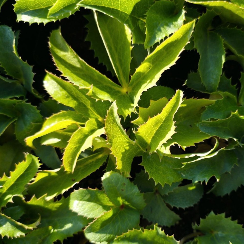 Helleborus argutifolius / Eleboras