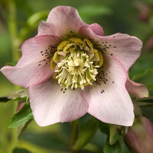 Helleborus orientalis / Kaukazinis eleboras