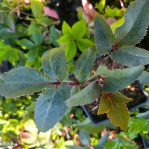 Helleborus / Eleboras MAGIC BLACK