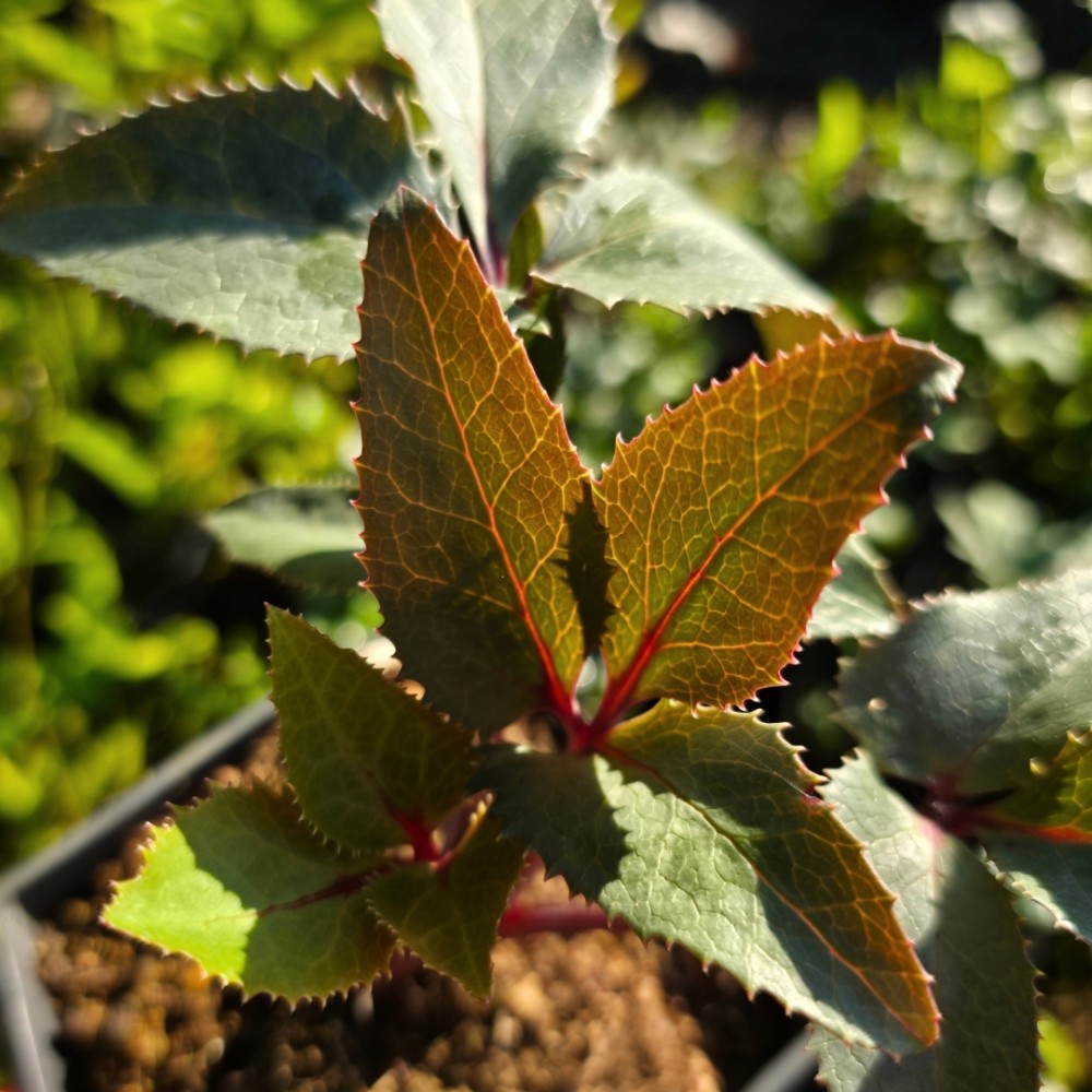 Helleborus / Eleboras MAGIC BLACK