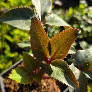 Helleborus / Eleboras MAGIC BLACK
