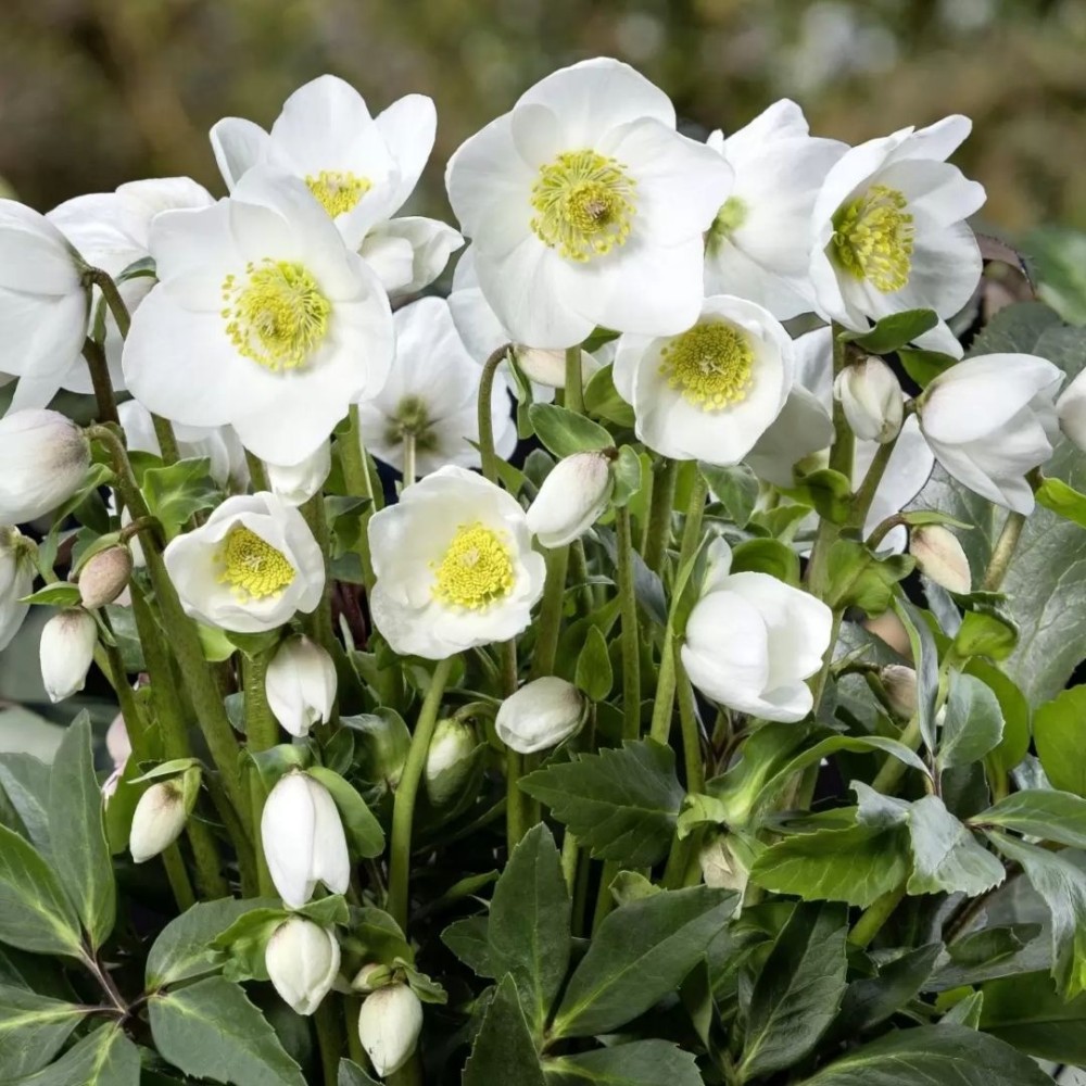 Helleborus / Eleboras NIGER