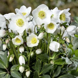 Helleborus / Eleboras NIGER