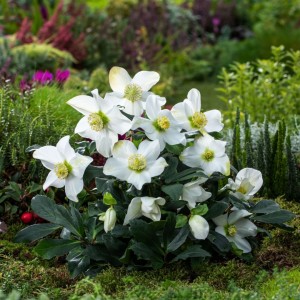 Helleborus / Eleboras NIGER