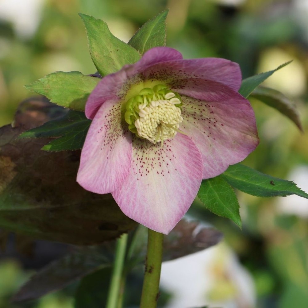 Helleborus orientalis / Kaukazinis eleboras PRETTY ELLEN PINK