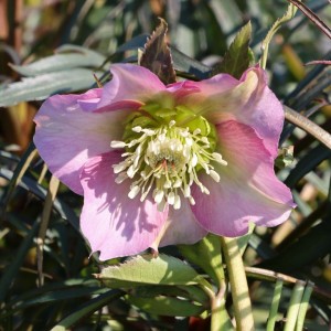 Helleborus orientalis / Kaukazinis eleboras PRETTY ELLEN PINK