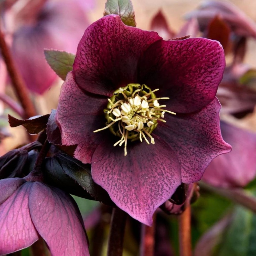 Helleborus / Eleboras PRETTY ELLEN PURPLE