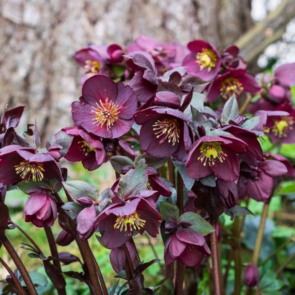 Helleborus / Eleboras PRETTY ELLEN PURPLE