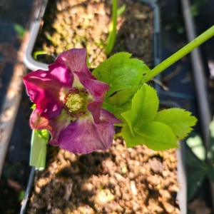 Helleborus / Eleboras PRETTY ELLEN PURPLE