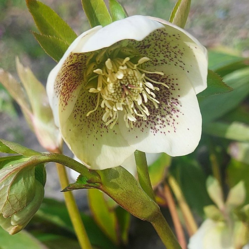 Helleborus / Eleboras PRETTY ELLEN WHITE
