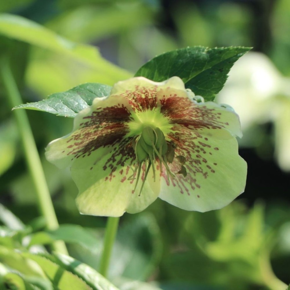 Helleborus / Eleboras PRETTY ELLEN WHITE
