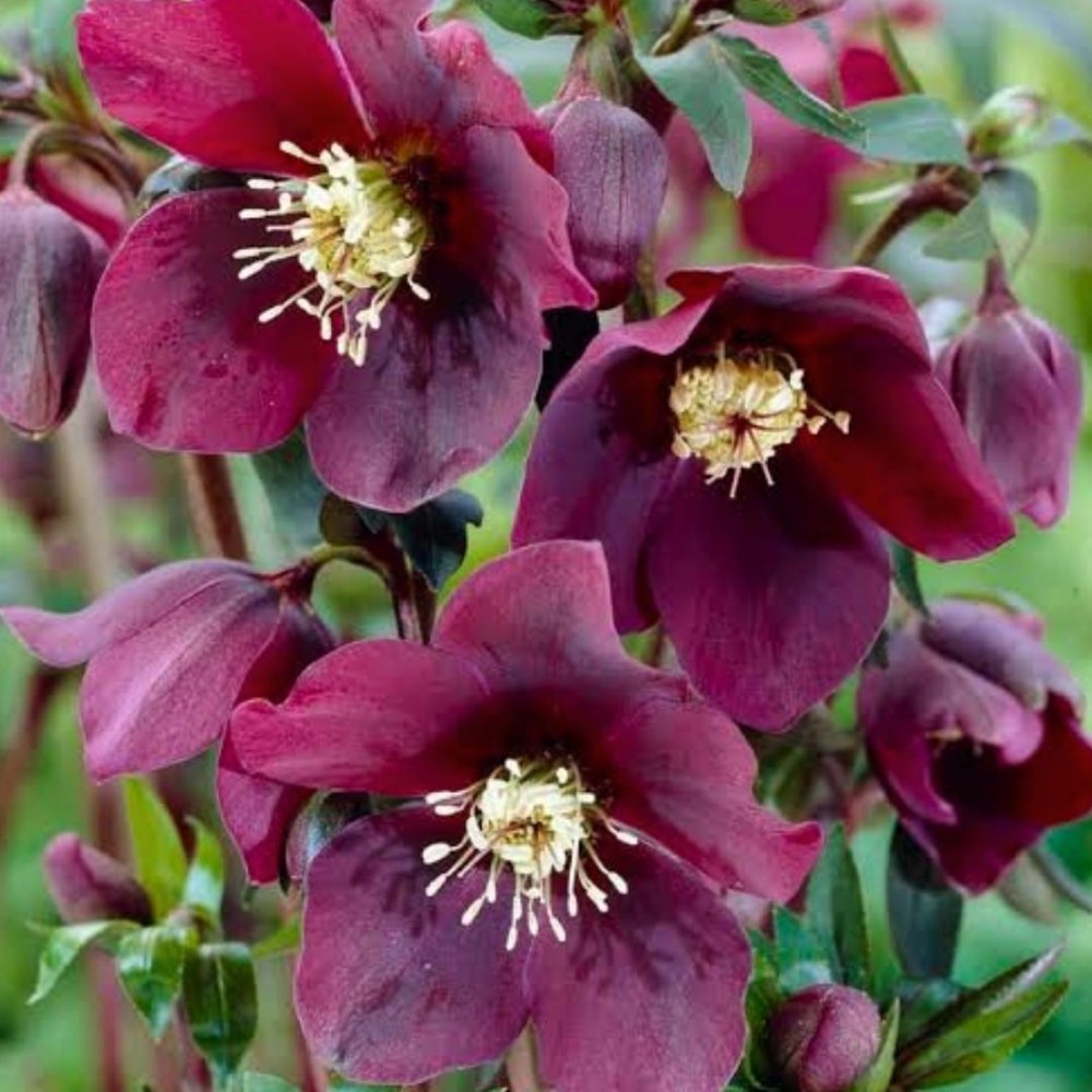 Helleborus orientalis / Kaukazinis eleboras RED LADY
