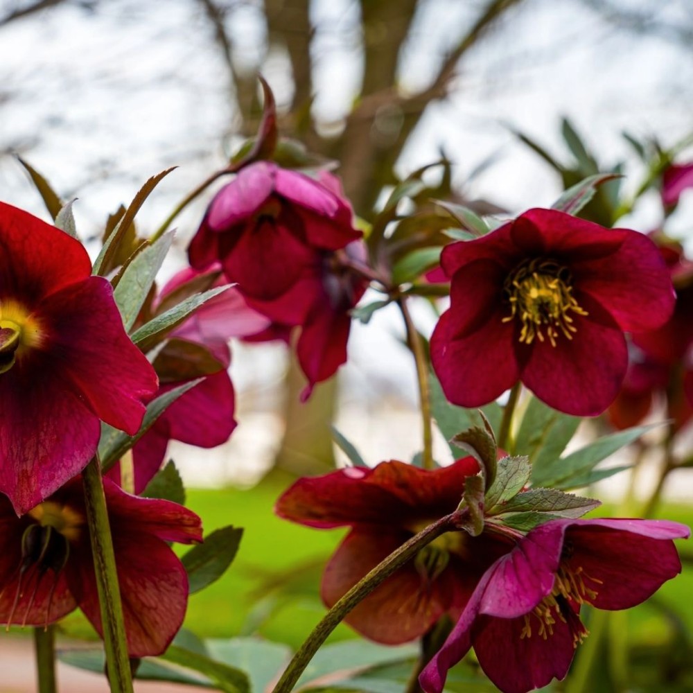 Helleborus orientalis / Kaukazinis eleboras RED LADY