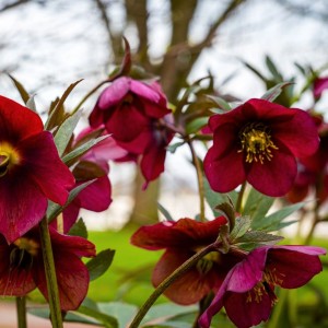 Helleborus orientalis / Kaukazinis eleboras RED LADY