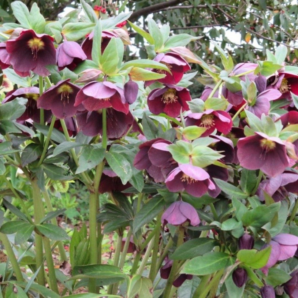 Helleborus orientalis / Kaukazinis eleboras RED LADY