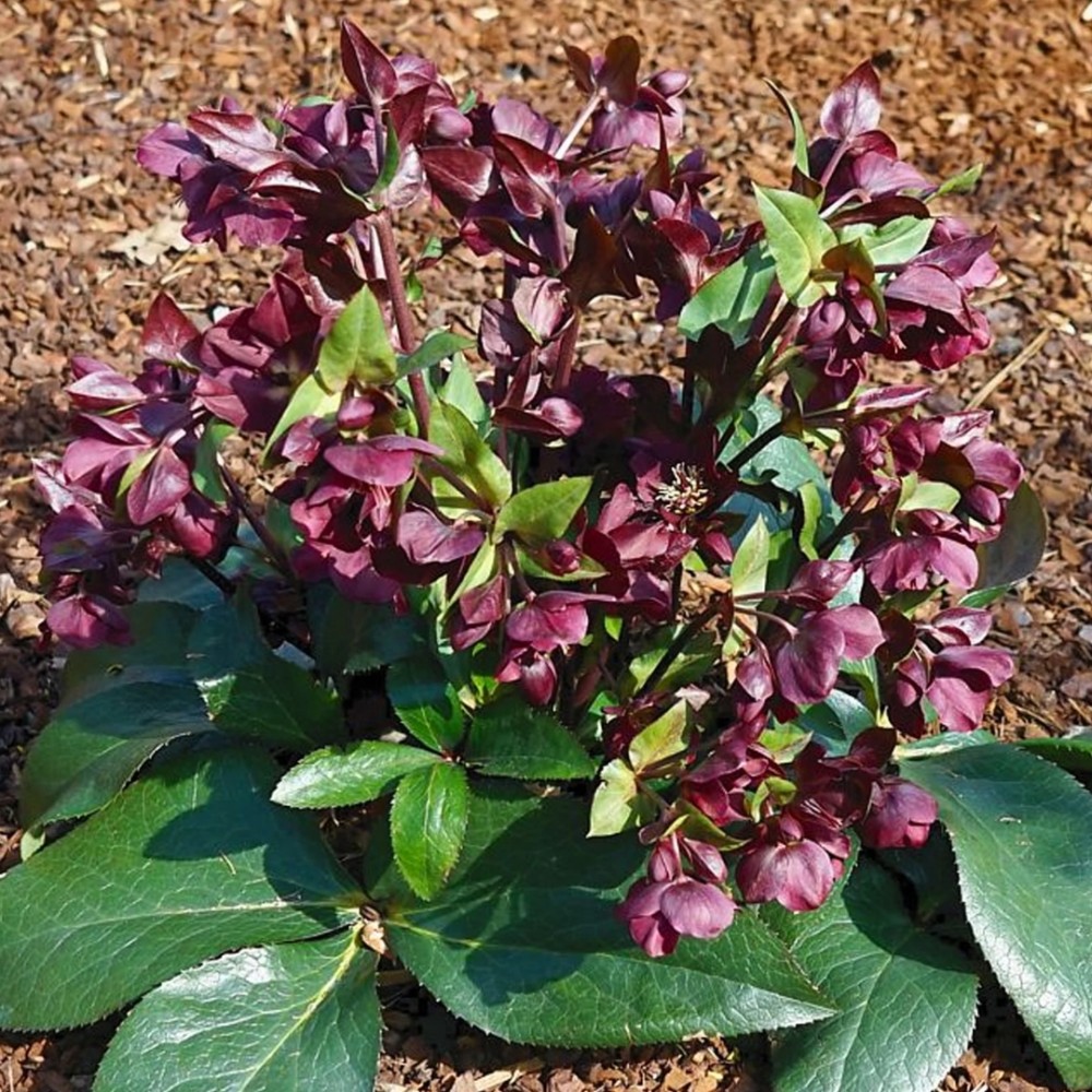 Helleborus / Eleboras STAR OF PASSION 