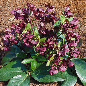 Helleborus / Eleboras STAR OF PASSION 