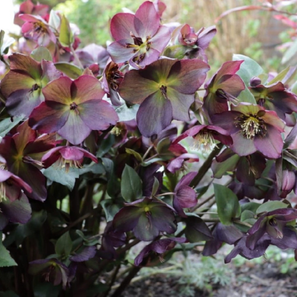 Helleborus / Eleboras STAR OF PASSION 