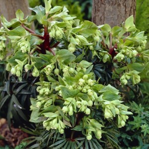Helleborus foetidus / Eleboras WESTER FLISK
