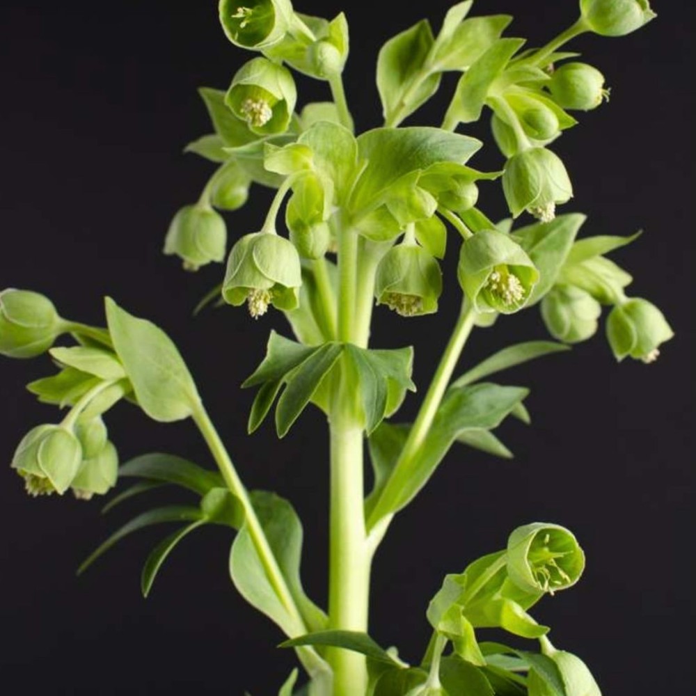 Helleborus foetidus / Eleboras WESTER FLISK