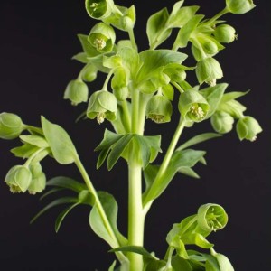 Helleborus foetidus / Eleboras WESTER FLISK