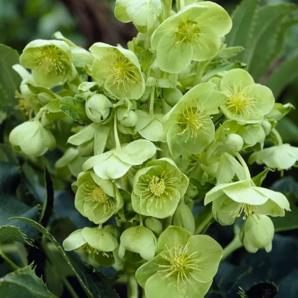 Helleborus argutifolius / Eleboras