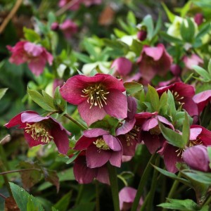 Helleborus / Eleboras ANNA'S RED