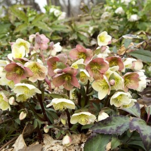 Helleborus / Eleboras CANDY LOVE 
