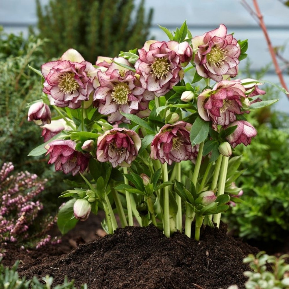 Helleborus / Eleboras DOUBLE ELLEN PICOTEE
