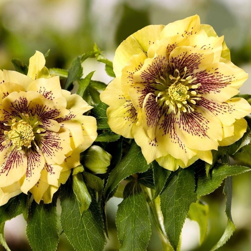 Helleborus / Eleboras DOUBLE ELLEN YELLOW SPOTTED