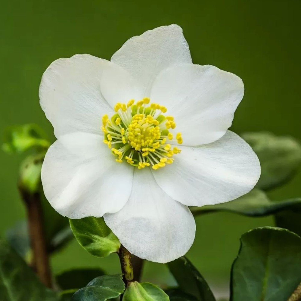 Helleborus / Eleboras NIGER