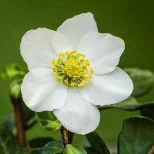 Helleborus / Eleboras NIGER