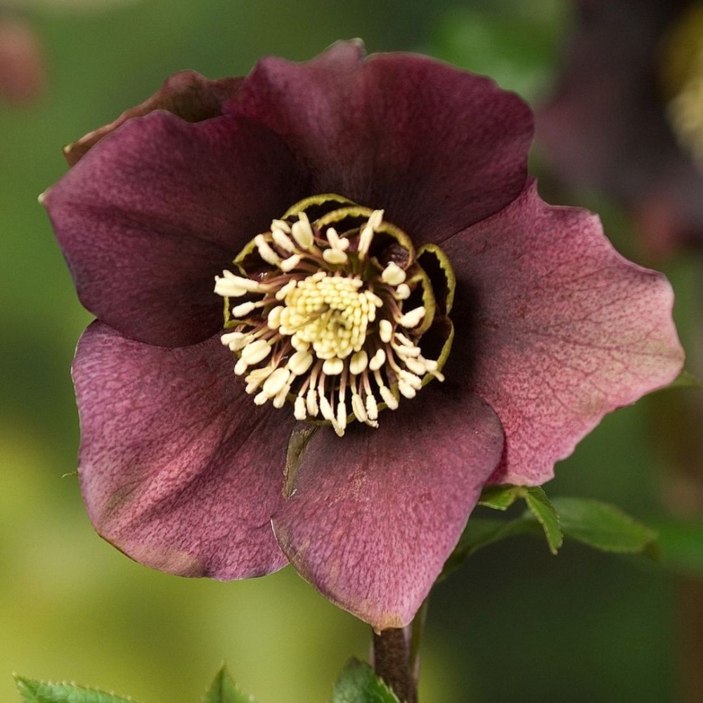 Helleborus / Eleboras PRETTY ELLEN PURPLE
