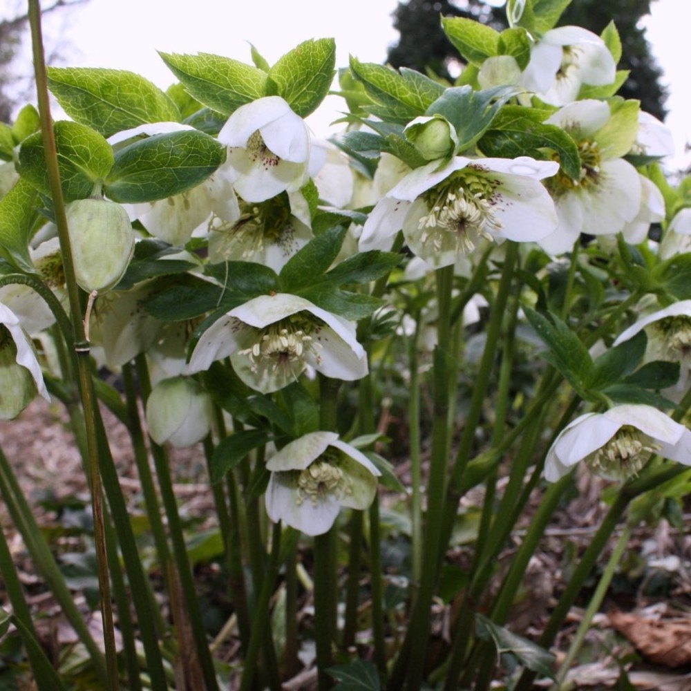 Helleborus / Eleboras PRETTY ELLEN WHITE