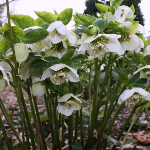 Helleborus / Eleboras PRETTY ELLEN WHITE