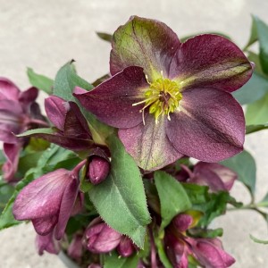 Helleborus / Eleboras STAR OF PASSION 