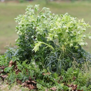 Helleborus foetidus / Eleboras WESTER FLISK