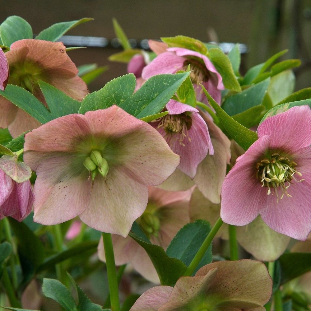 Helleborus orientalis / Kaukazinis eleboras