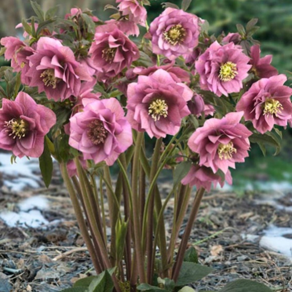 Helleborus orientalis / Kaukazinis eleboras KING DOUBLE PINK