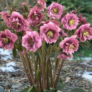 Helleborus orientalis / Kaukazinis eleboras KING DOUBLE PINK