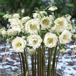 Helleborus orientalis / Kaukazinis eleboras KING DOUBLE WHITE