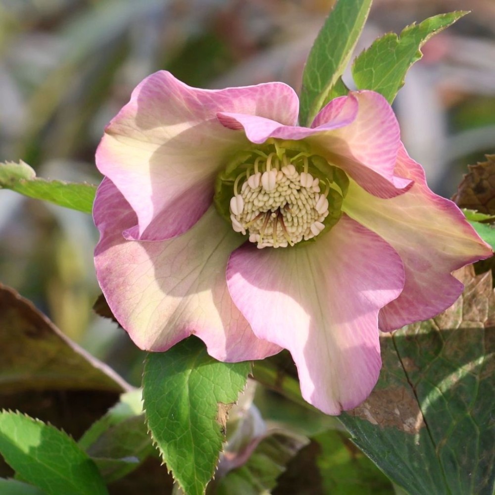 Helleborus orientalis / Kaukazinis eleboras PRETTY ELLEN PINK