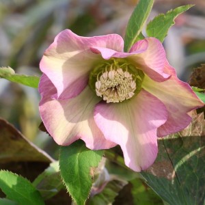 Helleborus orientalis / Kaukazinis eleboras PRETTY ELLEN PINK