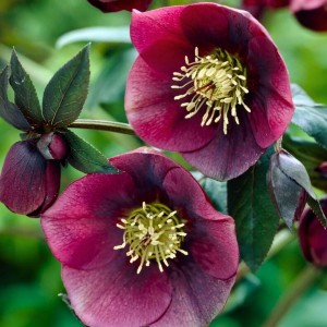 Helleborus orientalis / Kaukazinis eleboras RED LADY