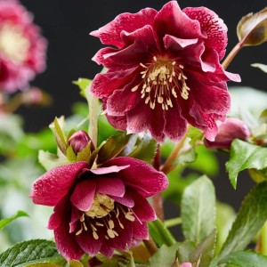 Helleborus / Eleboras DOUBLE ELLEN RED