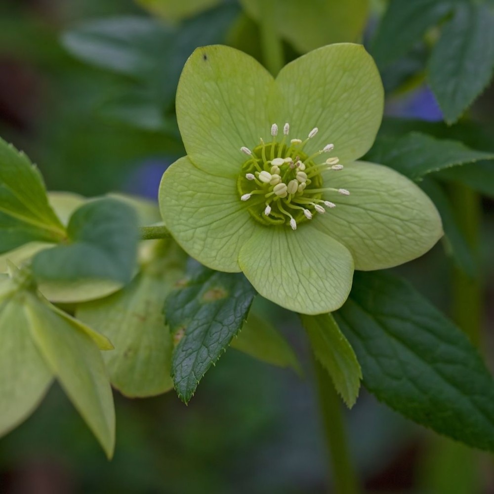 Kvapusis eleboras / Helleborus odorus