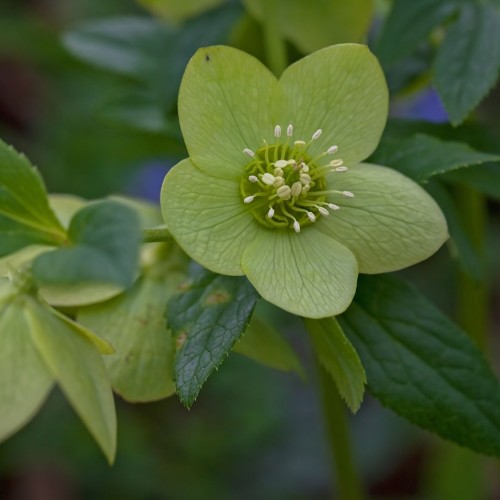 Kvapusis eleboras / Helleborus odorus