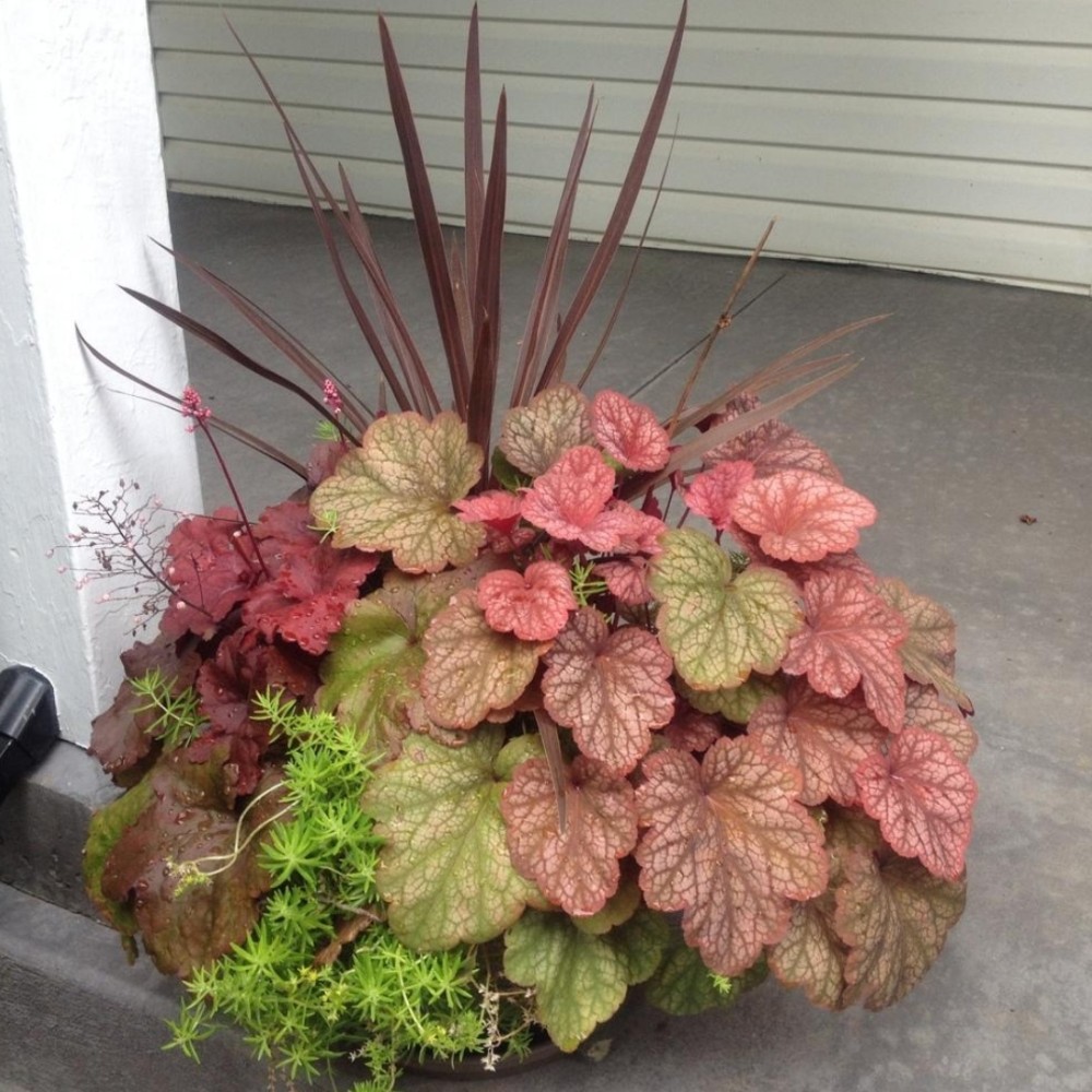 Heuchera / Alūnė AMBER LADY